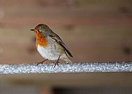 the Boathouse Robin