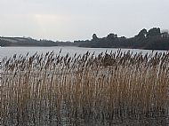 Straw boom ferriers Eamon & Danny