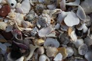 shells