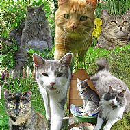 Animal Communication Reading One off  