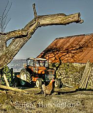 Old Tractor and Hen