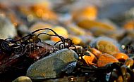 Seaweed