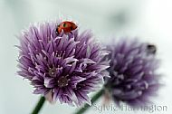 Ladybird on Chive