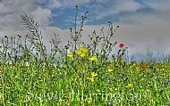 Wildflowers