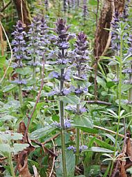 Bugle ( ajugans reptans) Plashes Wood