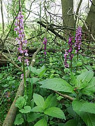 Early purple orchid  somewhere near latchford