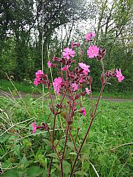 Red Campion (silene dioica) along roadside near Sacombe Green