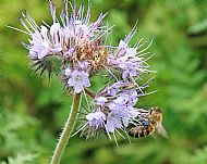 Bee on phacelia flower