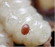 varroa mite on bee larvae