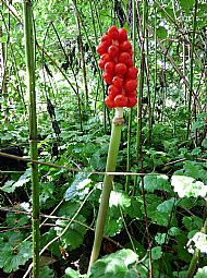 Lords and ladies ( Arum maculatum)