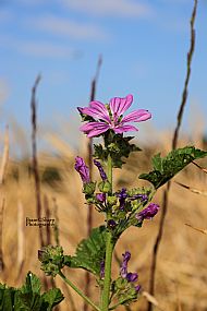 Common Mallow