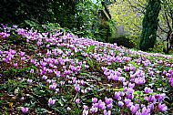 Cyclamen