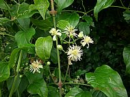 wild clematis growing along the 
