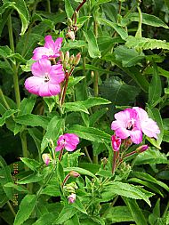 Great willow herb (Epilobium hirsutum) along pesthouse lane Highcross