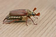 May bug or Cockchafer