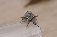 Pale Tussock