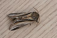 Swallow prominent