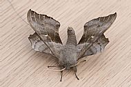 Poplar Hawkmoth