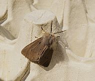 Muslin moth