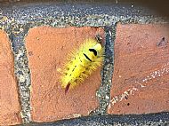 Caterpillar of the Pale tussock