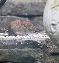 Bank vole