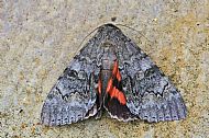 Red Underwing . This moth was kindly bought to my attention from Ann and Nigel who found it on the wall of their  Village Stores