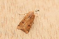 Lesser Yellow Underwing (female)