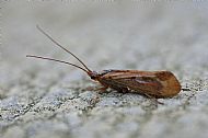 Caddis fly