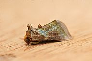 Burnished Brass