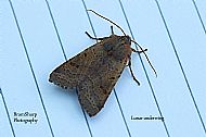 Lunar underwing