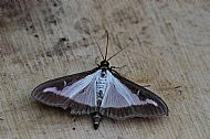 Box tree  moth