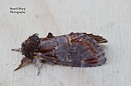 IRON PROMINENT