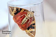 JERSEY TIGER MOTH