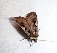 setacious hebrew character