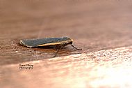 Common footman