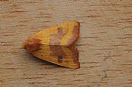 Centre Barred Sallow