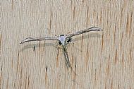 plume moth Emmilina monodactyla