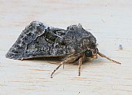 straw underwing