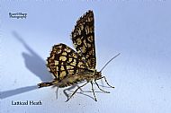 Latticed Heath