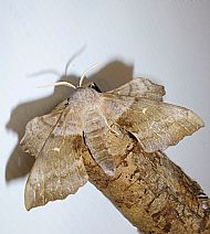 Poplar Hawkmoth