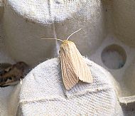 common wainscott