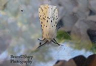 White ermine