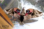 Eyed hawkmoth