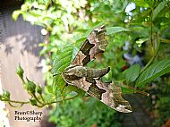 Lime hawk moth