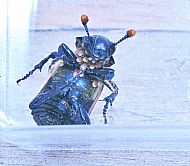 Sexton Beetle