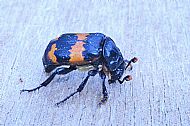 Sexton beetle