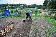 Potato harvest time on the allotments