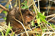 Water vole also known as 