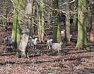 Sheep sheltering from the cold east wind