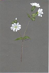 White Campion.